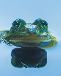 Frog in pond