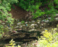 Understanding Common Pollutants in Runoff